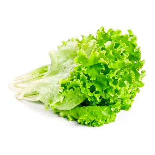 Lechuga orgánica